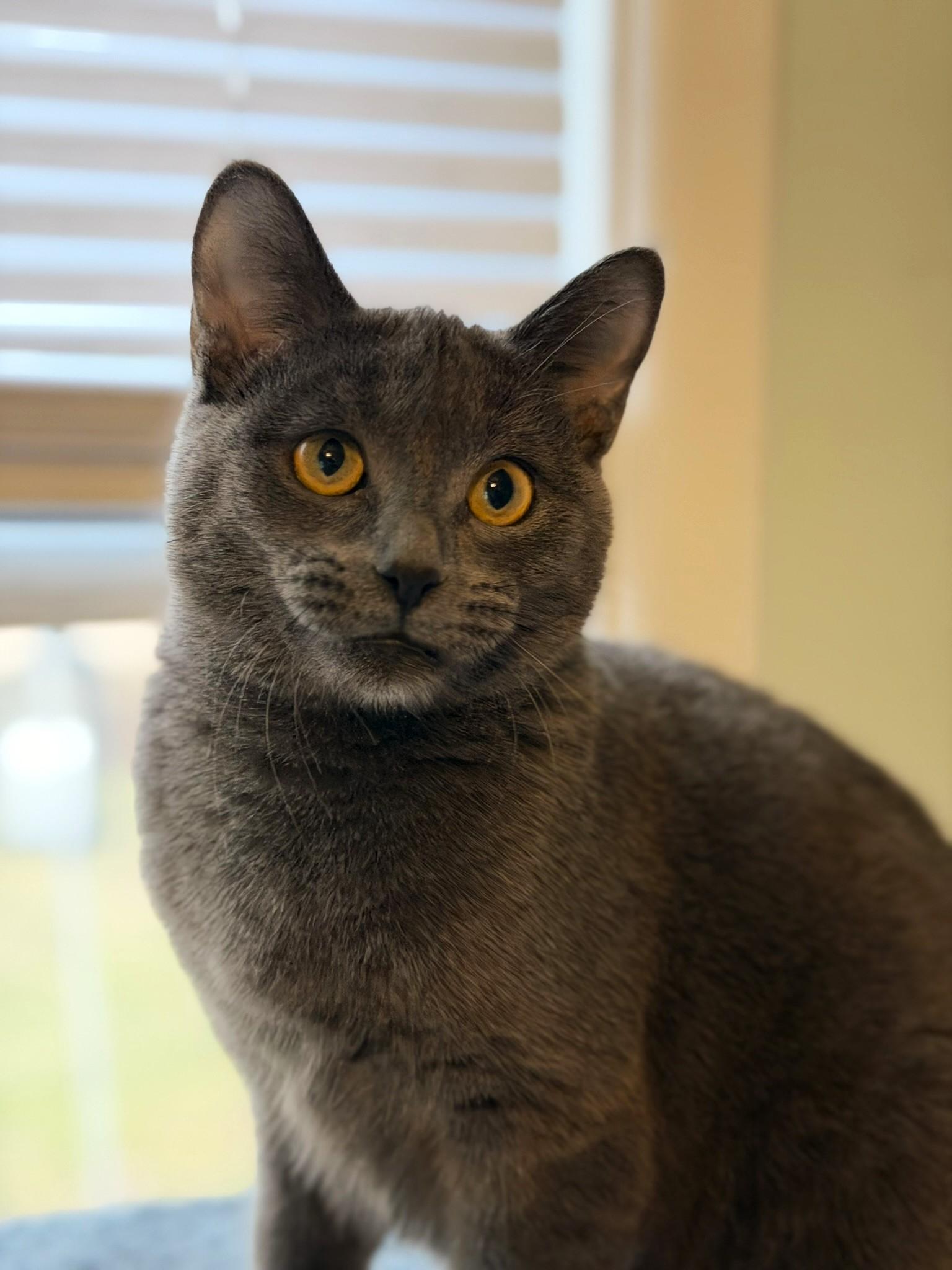 Maggie @ Canton PetSmart Habitat Michigan Ave, adopted, Young Female Domestic Short Hair & Russian Blue.
