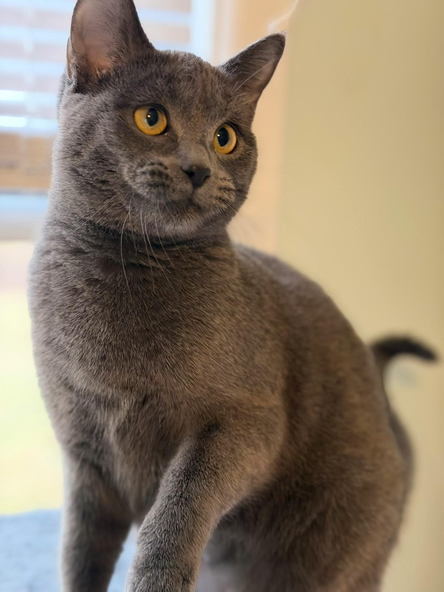 Maggie @ Canton PetSmart Habitat Michigan Ave, an adopted mixed breed in Taylor, MI image 2/6