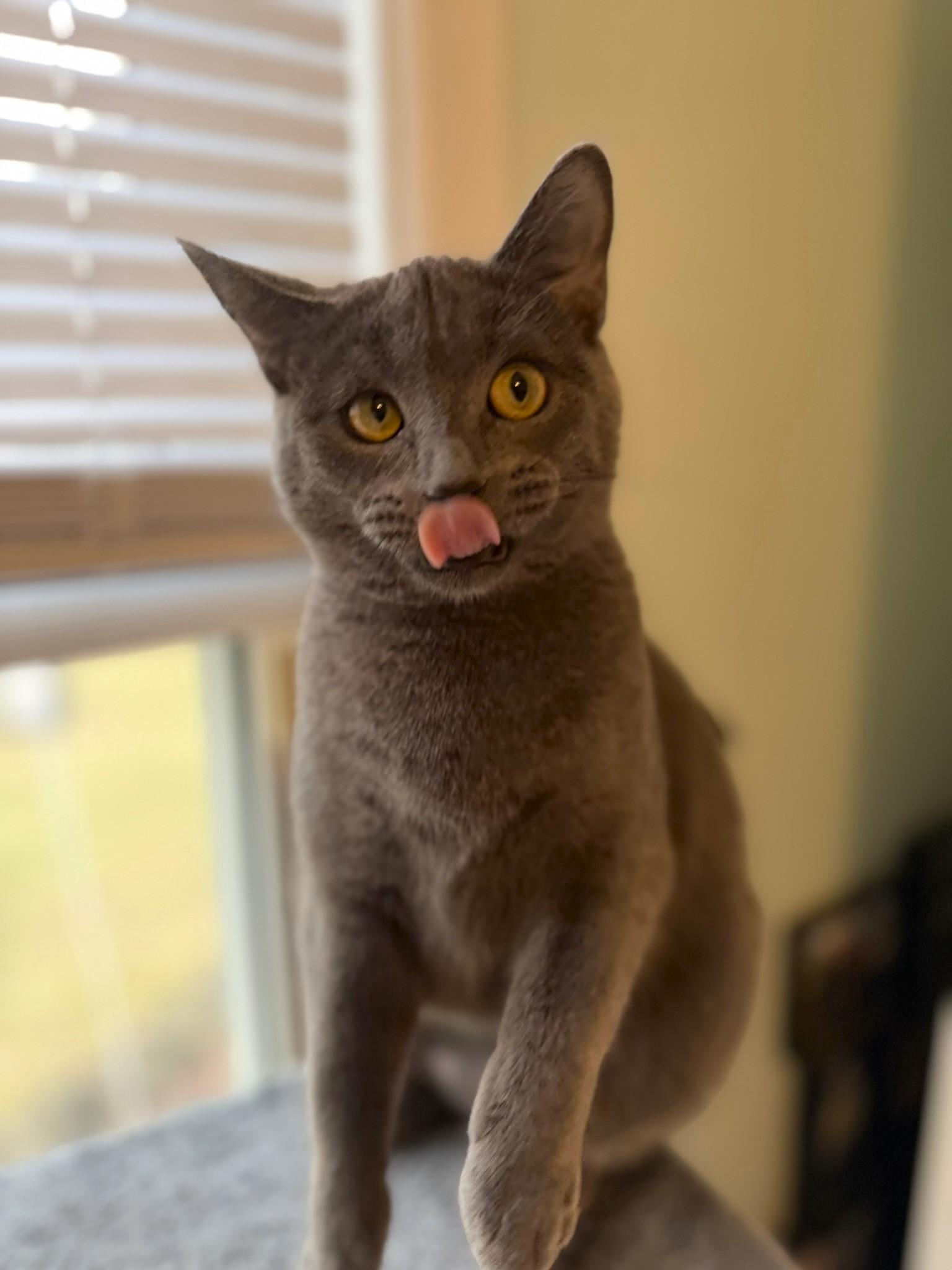 Maggie @ Canton PetSmart Habitat Michigan Ave, an adopted mixed breed in Taylor, MI image 4/6