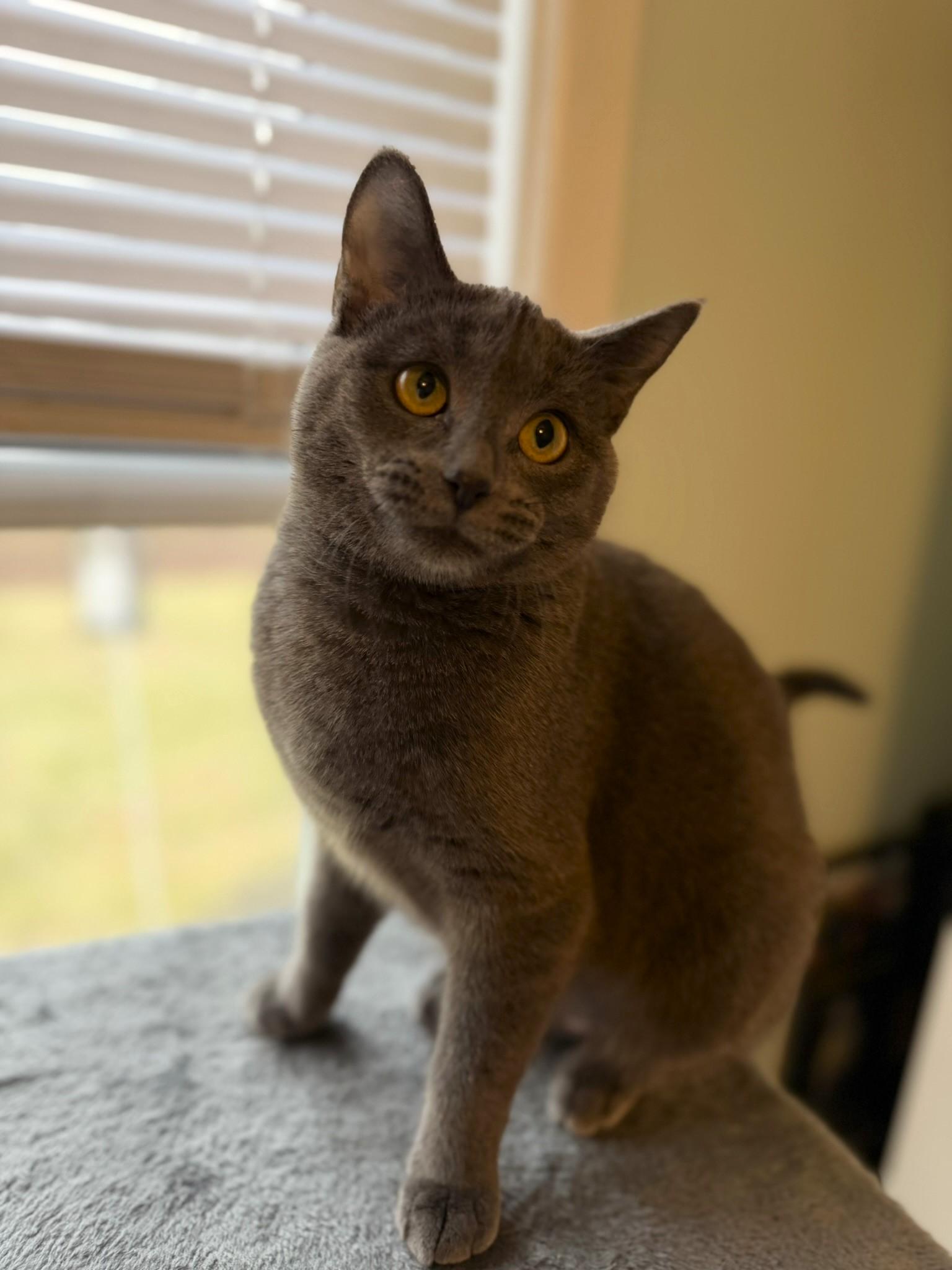 Maggie @ Canton PetSmart Habitat Michigan Ave, an adopted mixed breed in Taylor, MI image 3/6