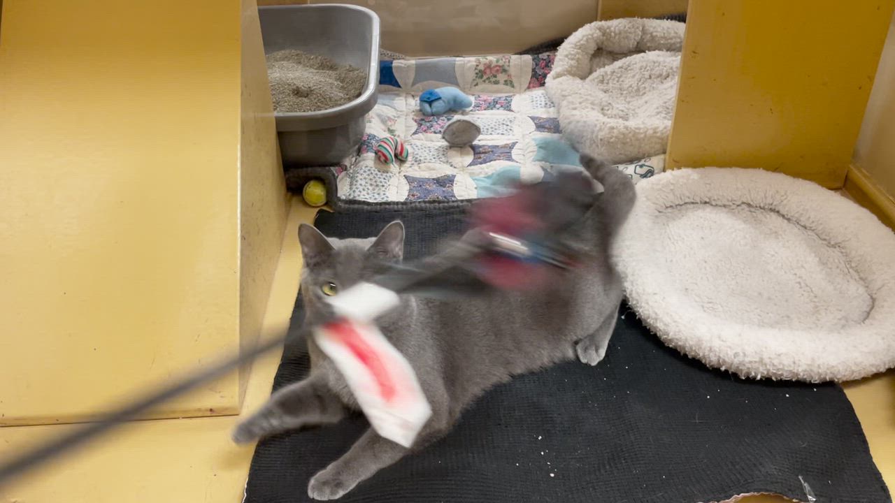 Enlarge Maggie @ Canton PetSmart Habitat Michigan Ave, an adopted mixed breed in Taylor, MI video 6/6