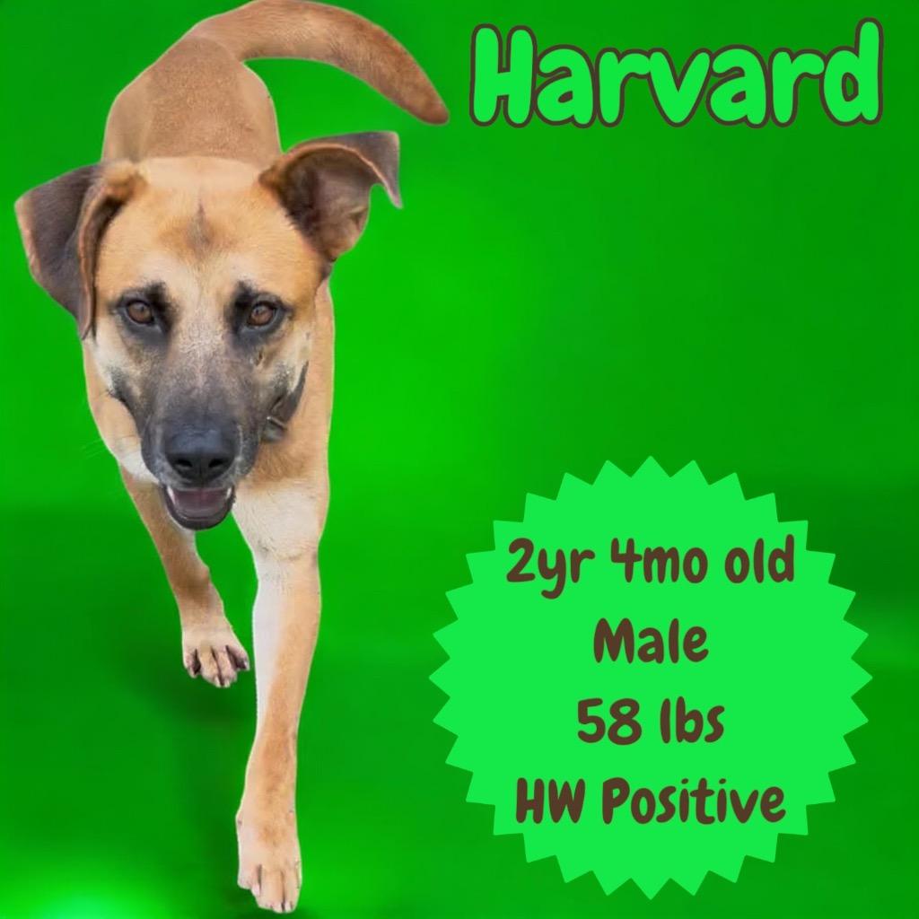 Enlarge Harvard, a Adoptable mixed breed in Sorrento, LA image 1/4