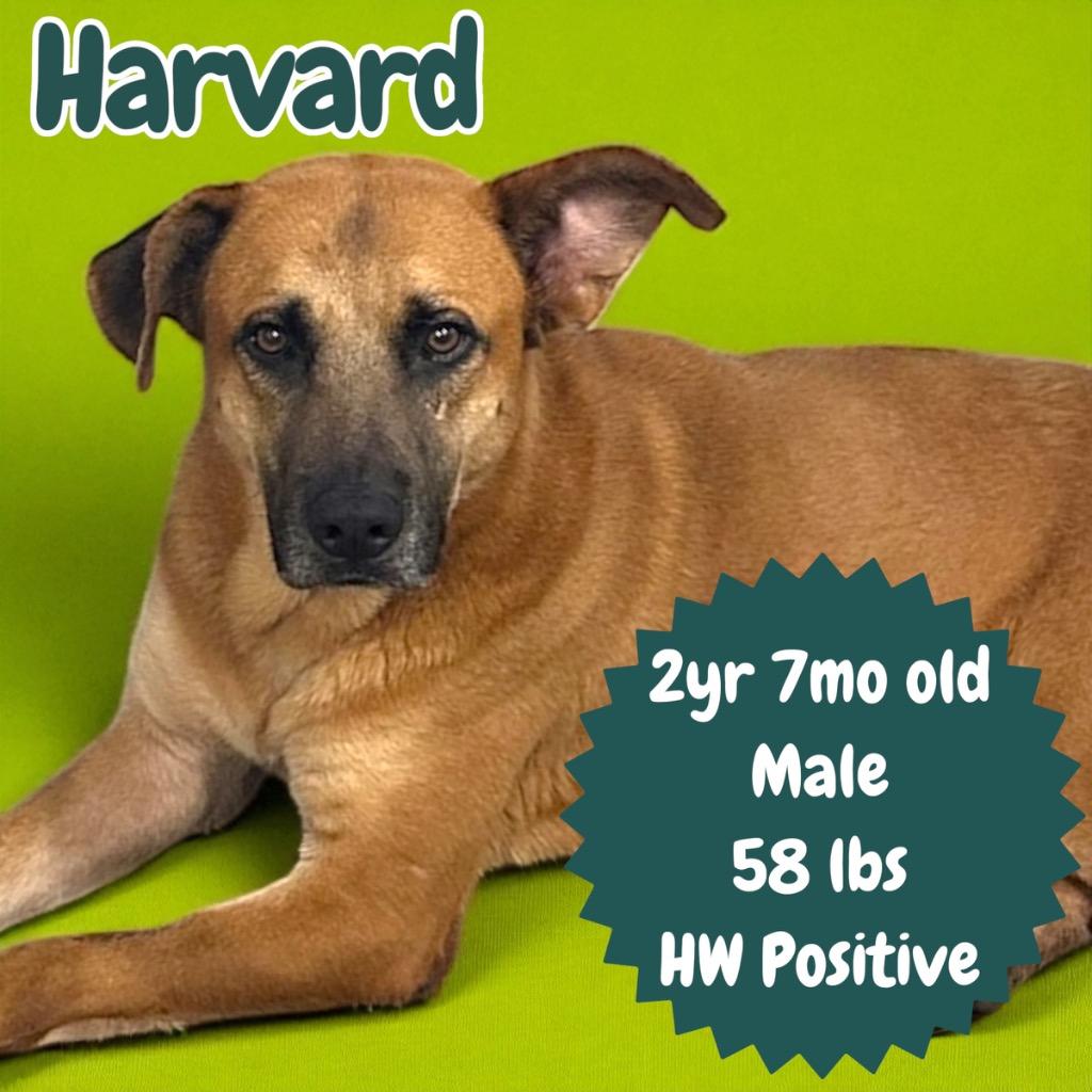 Enlarge Harvard, a Adoptable mixed breed in Sorrento, LA image 2/4