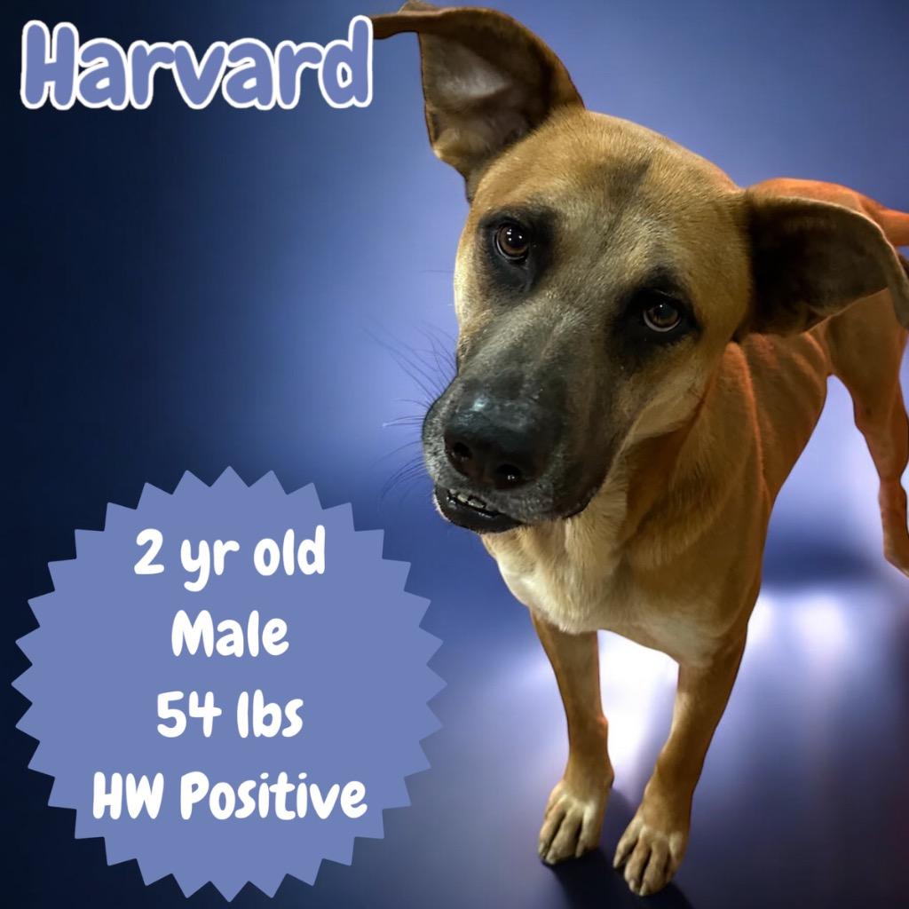 Enlarge Harvard, a Adoptable mixed breed in Sorrento, LA image 3/4