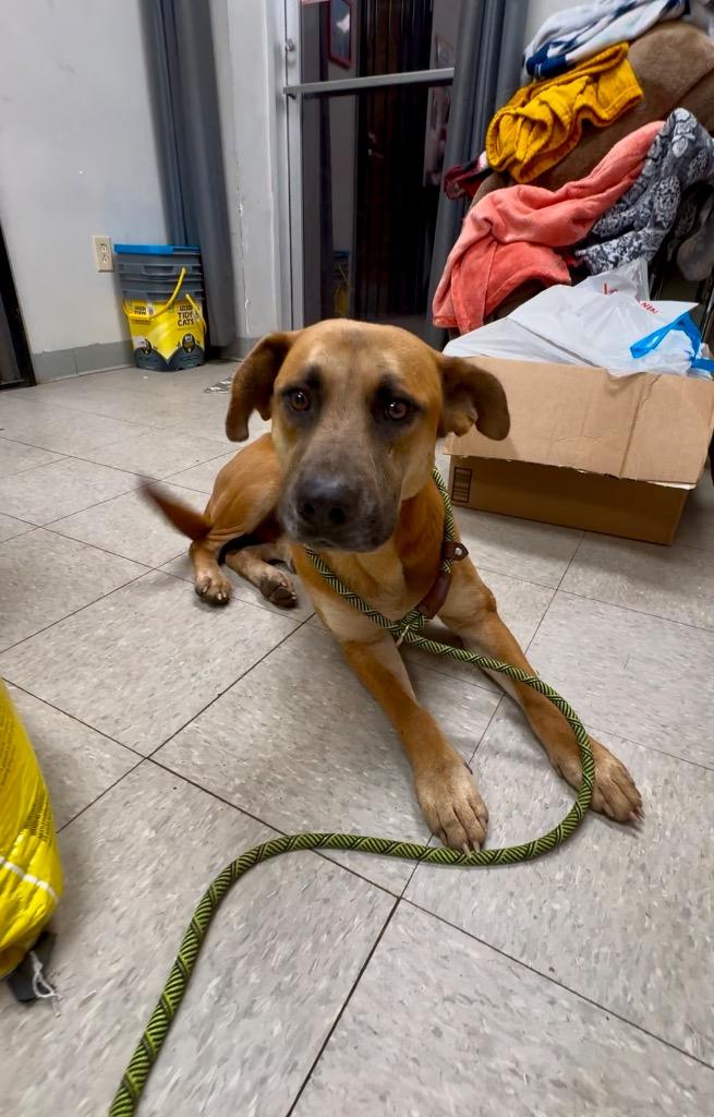 Enlarge Harvard, a Adoptable mixed breed in Sorrento, LA image 4/4