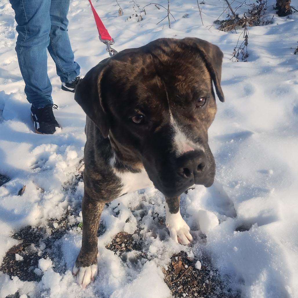 Enlarge JB, a Adoptable Mixed Breed in Edwardsville, IL image 1/2