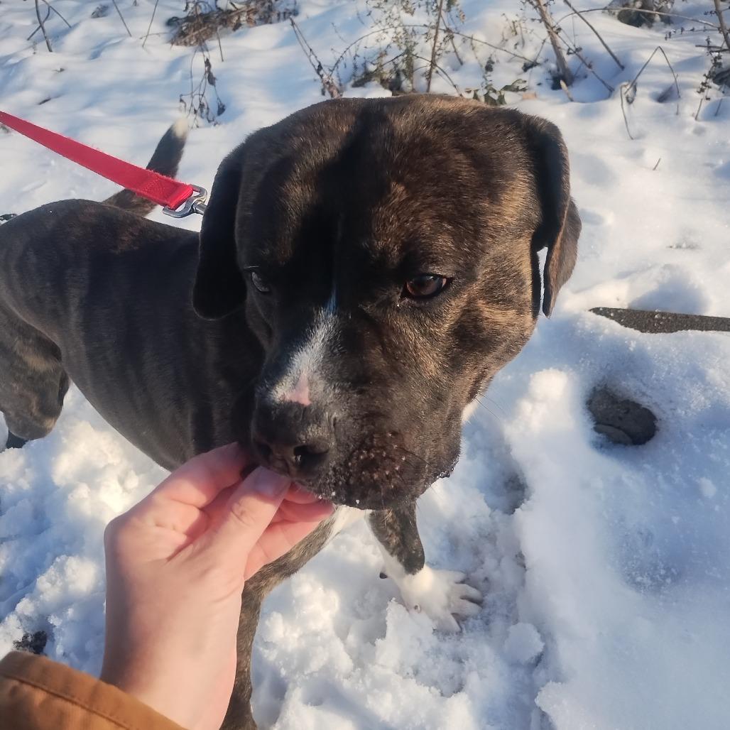 Enlarge JB, a Adoptable Mixed Breed in Edwardsville, IL image 2/2