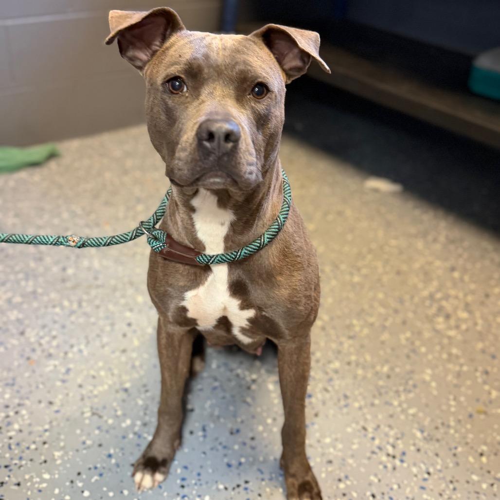 TUSC-Stray-84513, Adoptable, Adult Female Pit Bull Terrier & Mixed Breed.
