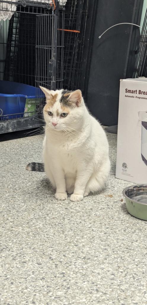 Enlarge Sylvia Plath, a Adoptable mixed breed in Athens, OH image 1/1