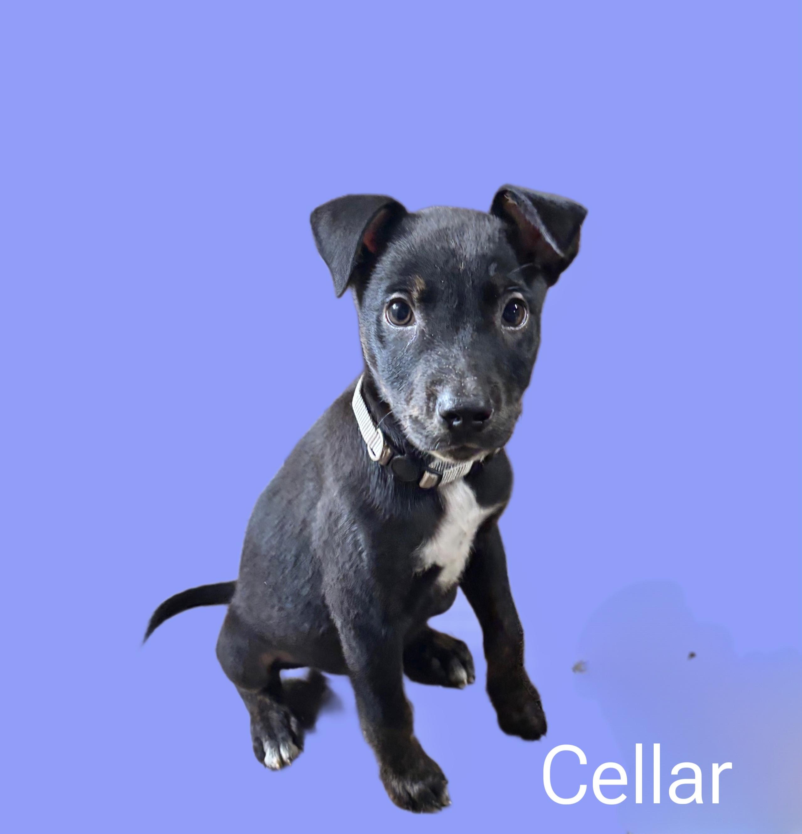 Cellar