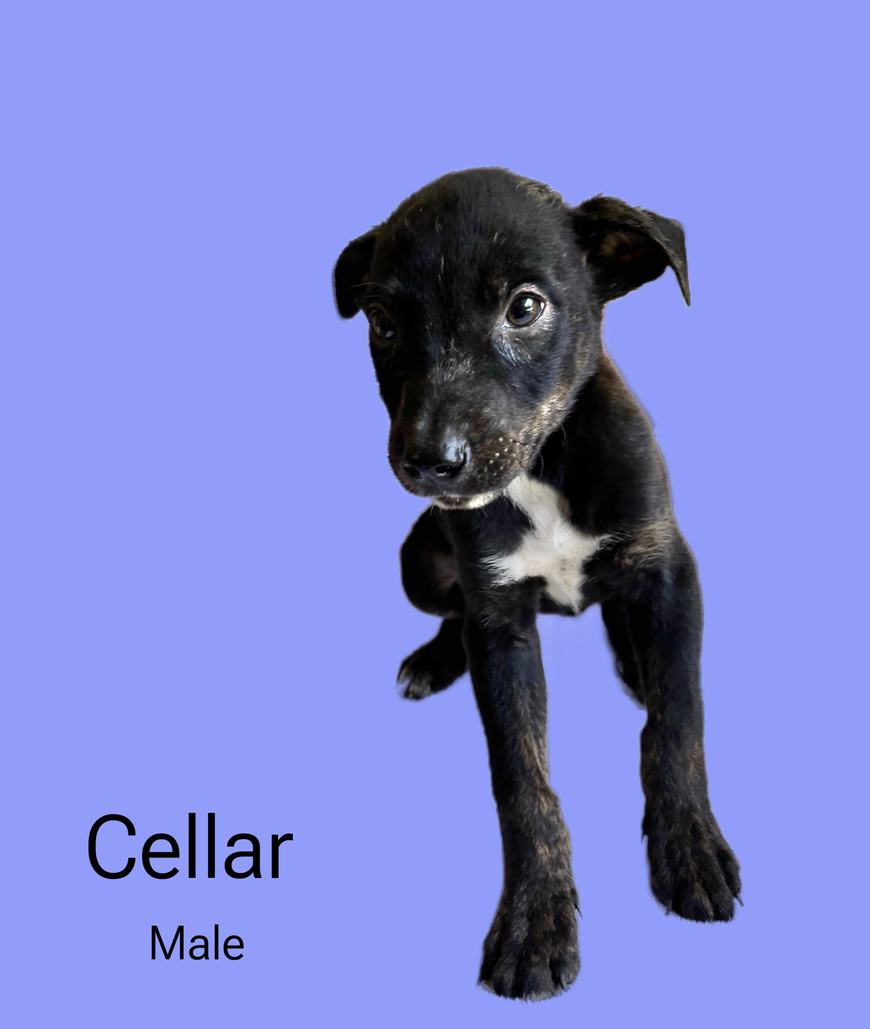 Cellar
