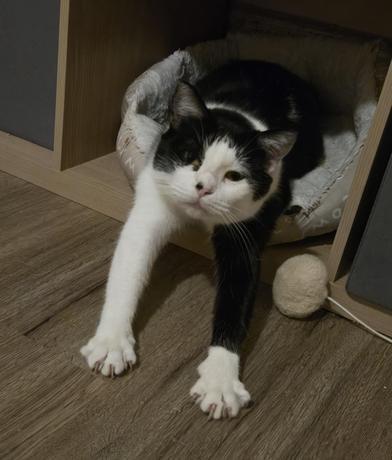 Hera — thumbnail 2