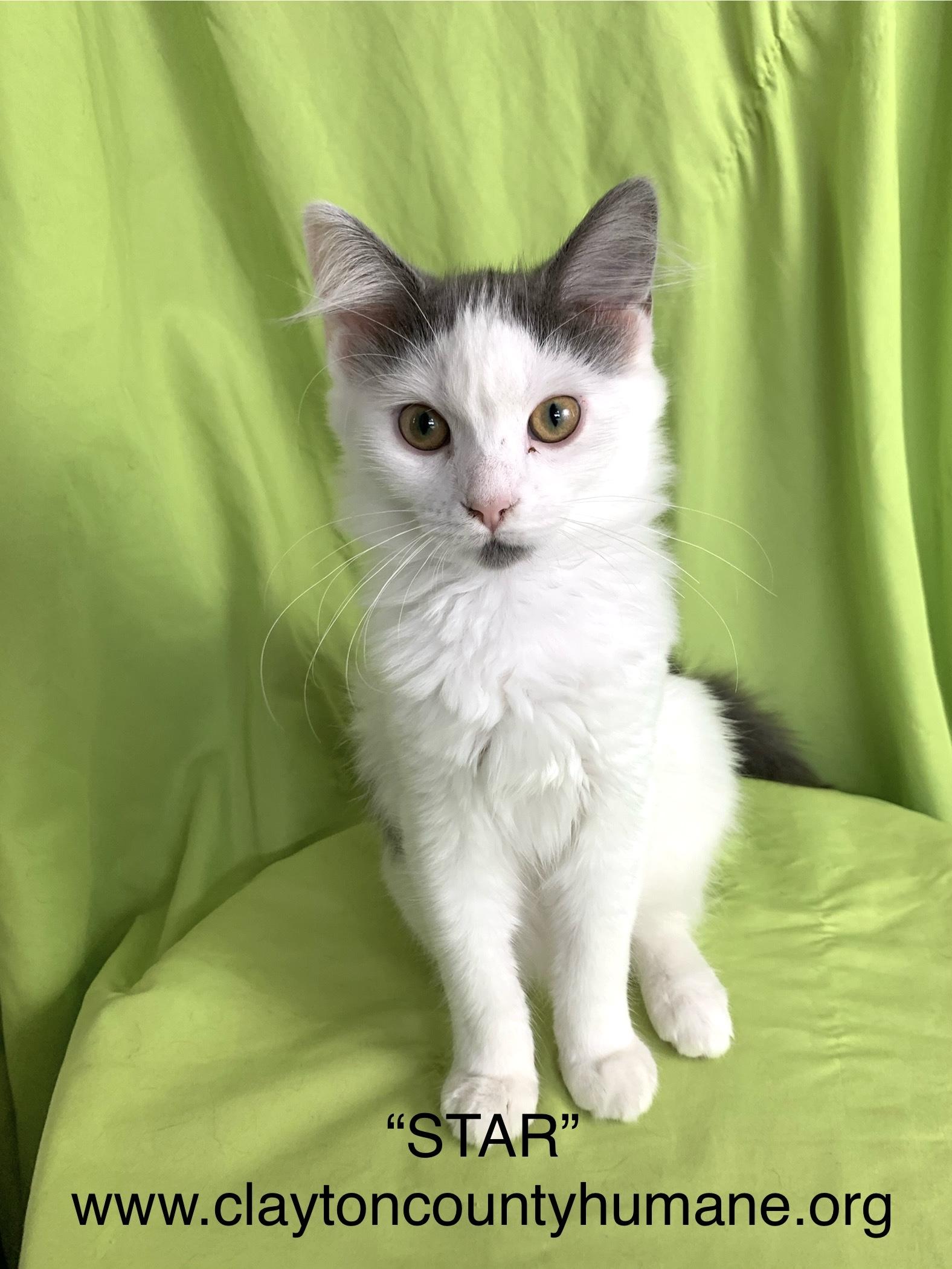 Star, Adoptable, Young Female Domestic Medium Hair.