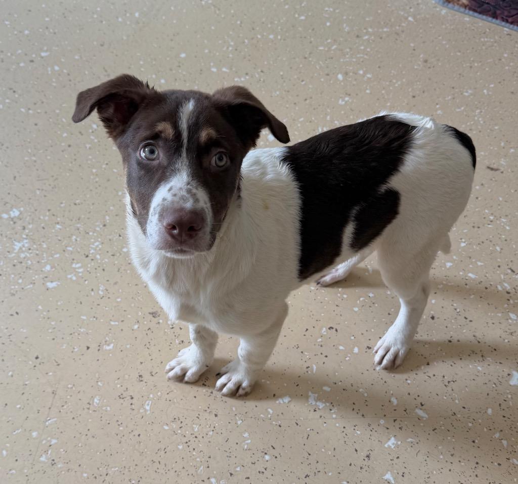 LG - Moss, Adoptable, Puppy Male Shepherd & Mixed Breed.
