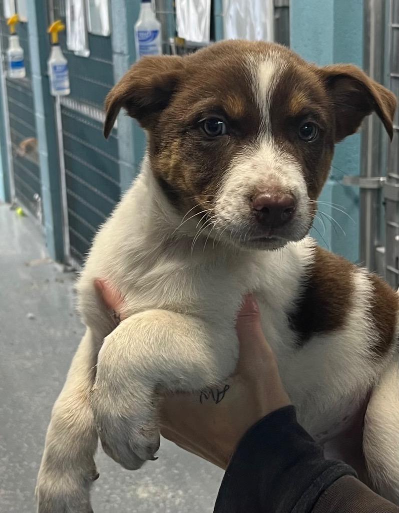 LG - Moss, a Adoptable mixed breed in Seven Points, TX image 2/4