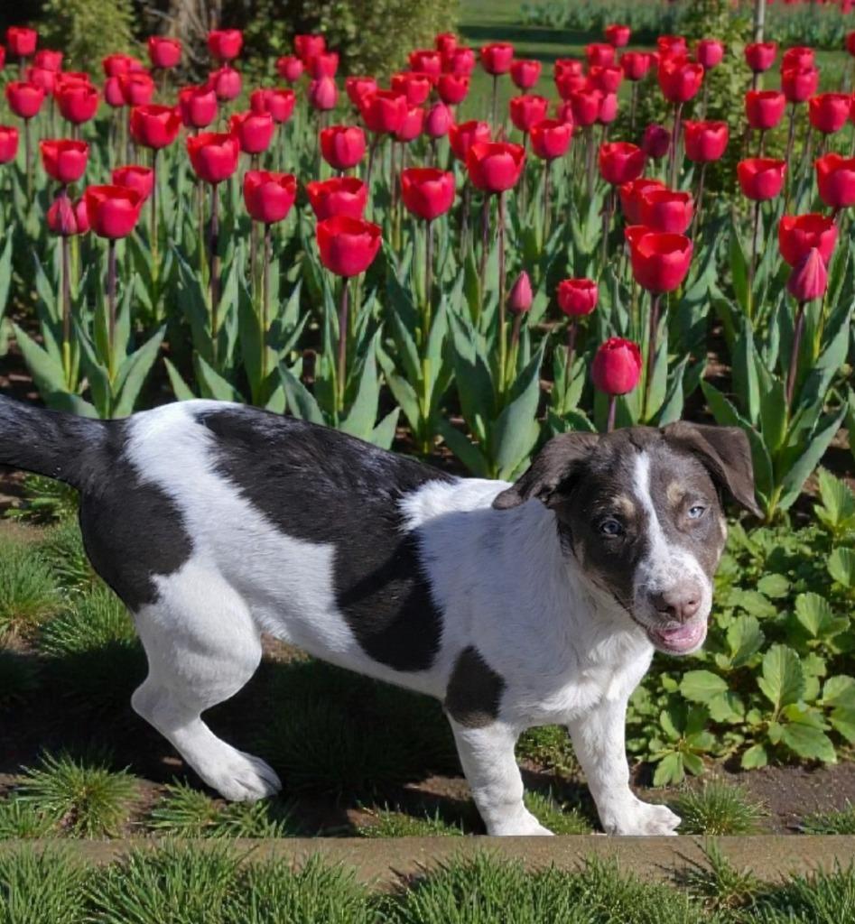 LG - Moss, a Adoptable mixed breed in Seven Points, TX image 3/4