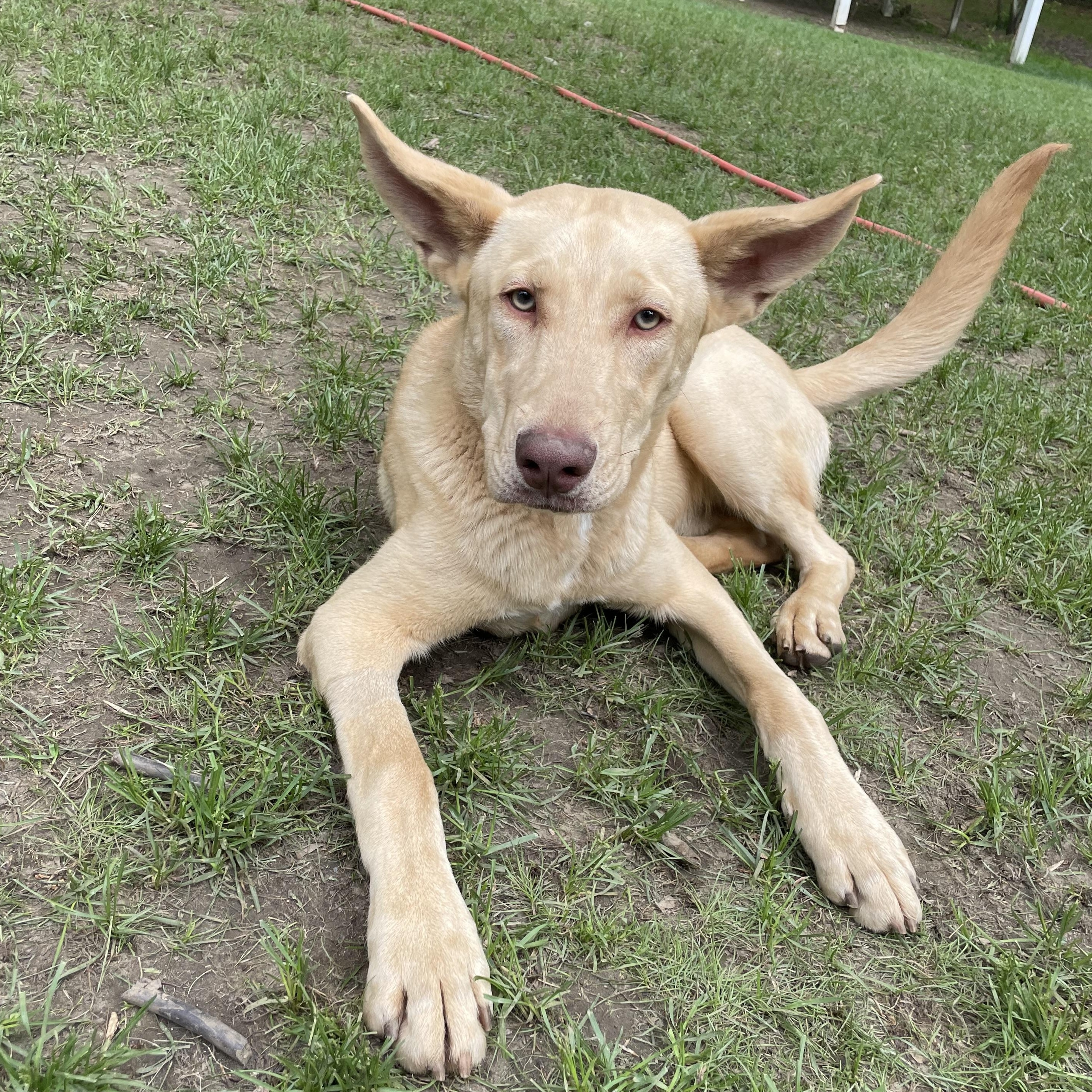 Anubis, Adoptable, Young Male German Shepherd Dog.