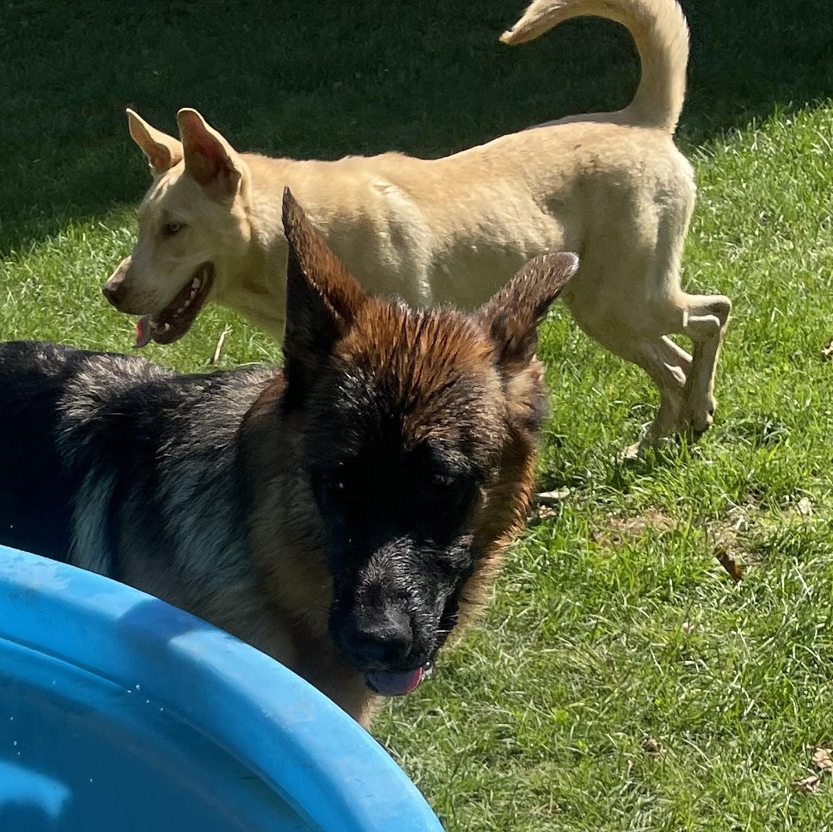 Anubis, a Adoptable mixed breed in Bridgton, ME image 3/3