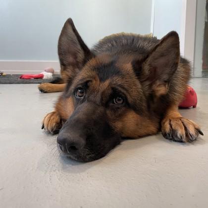 Fancy, Adoptable, Adult Female German Shepherd Dog & Mixed Breed.