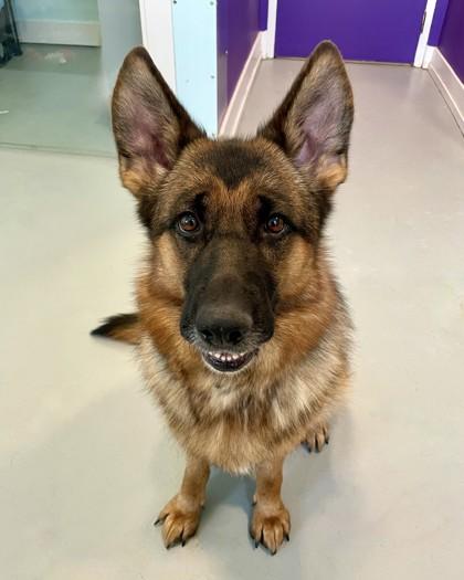 Enlarge Fancy, a Adoptable mixed breed in Erin, ON image 2/3