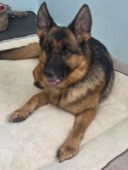 Enlarge Fancy, a Adoptable mixed breed in Erin, ON image 3/3