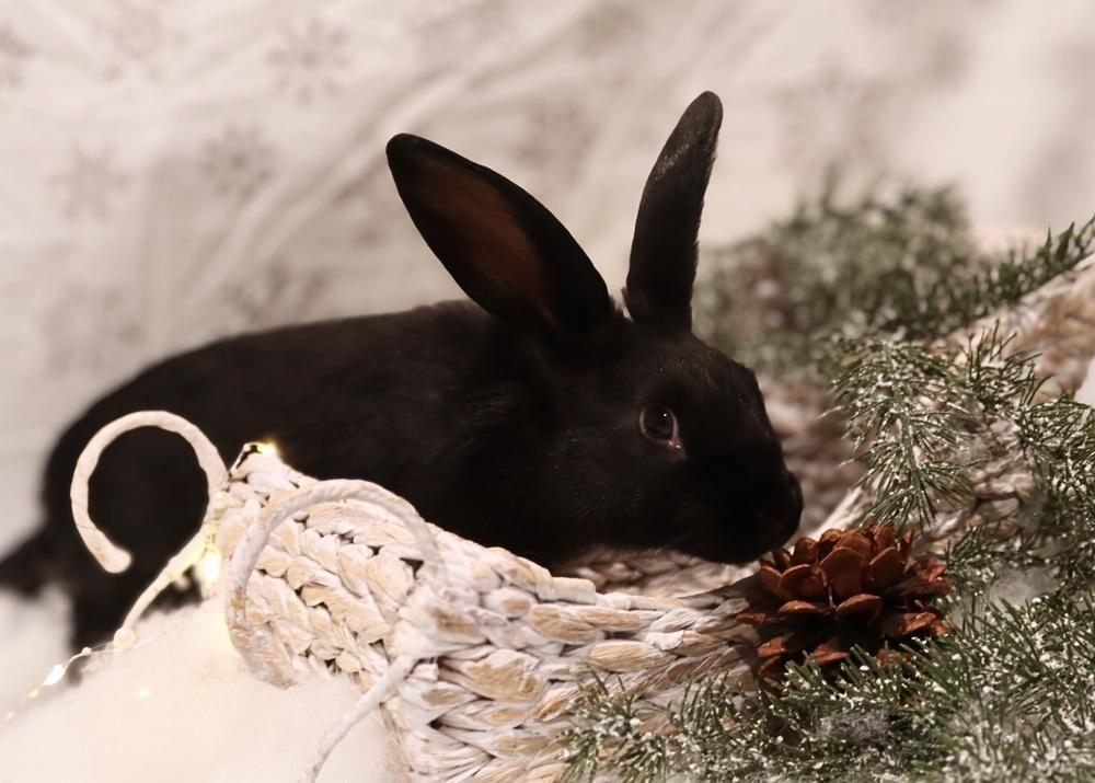 Hay Ride, Adoptable, Young Male Bunny Rabbit.