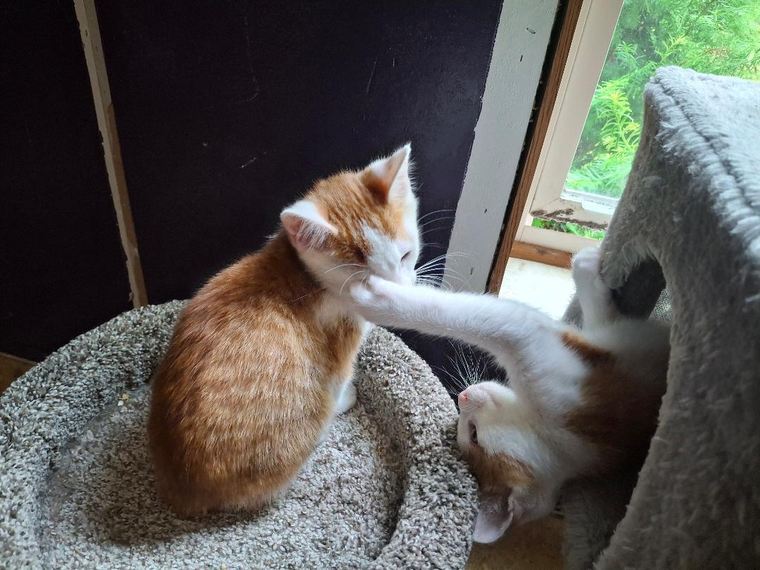 Enlarge The Great Hambino, a ADOPTABLE Domestic Short Hair in Homer, MI image 2/6