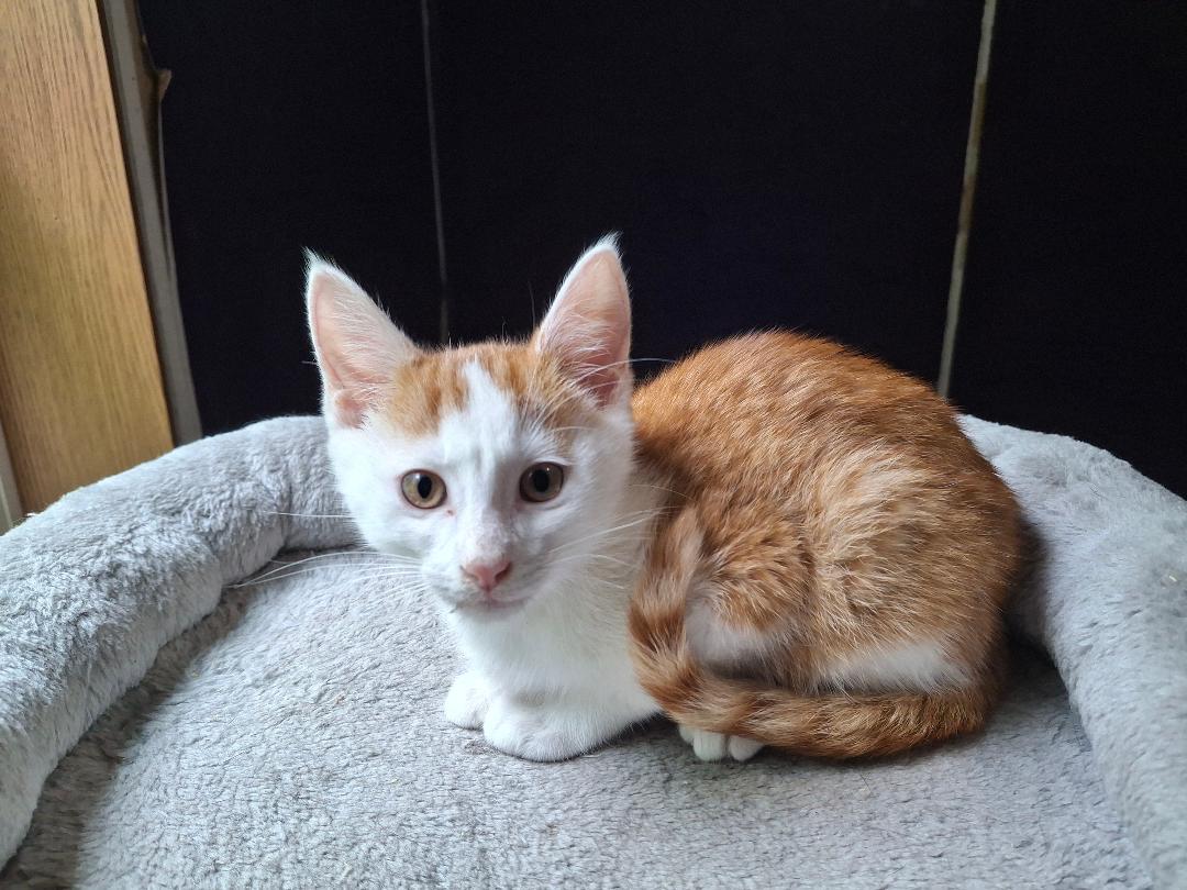 The Great Hambino, ADOPTABLE, Kitten Male Domestic Short Hair.