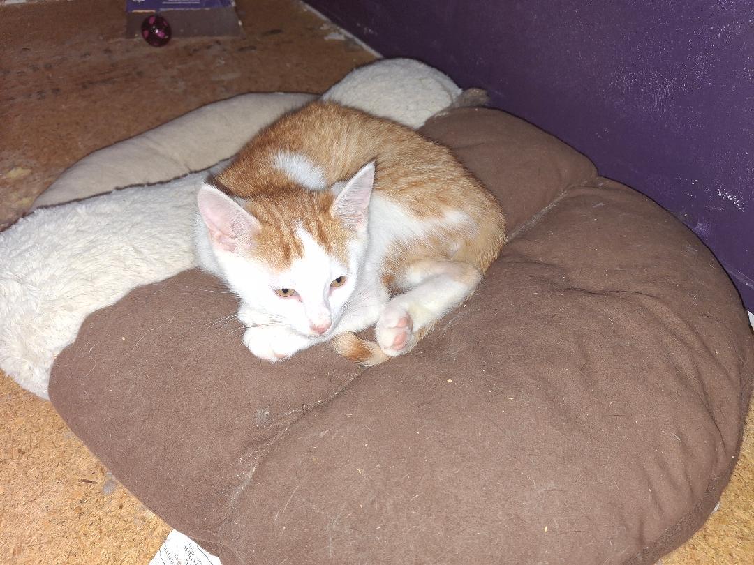 Enlarge The Great Hambino, a ADOPTABLE Domestic Short Hair in Homer, MI image 3/6