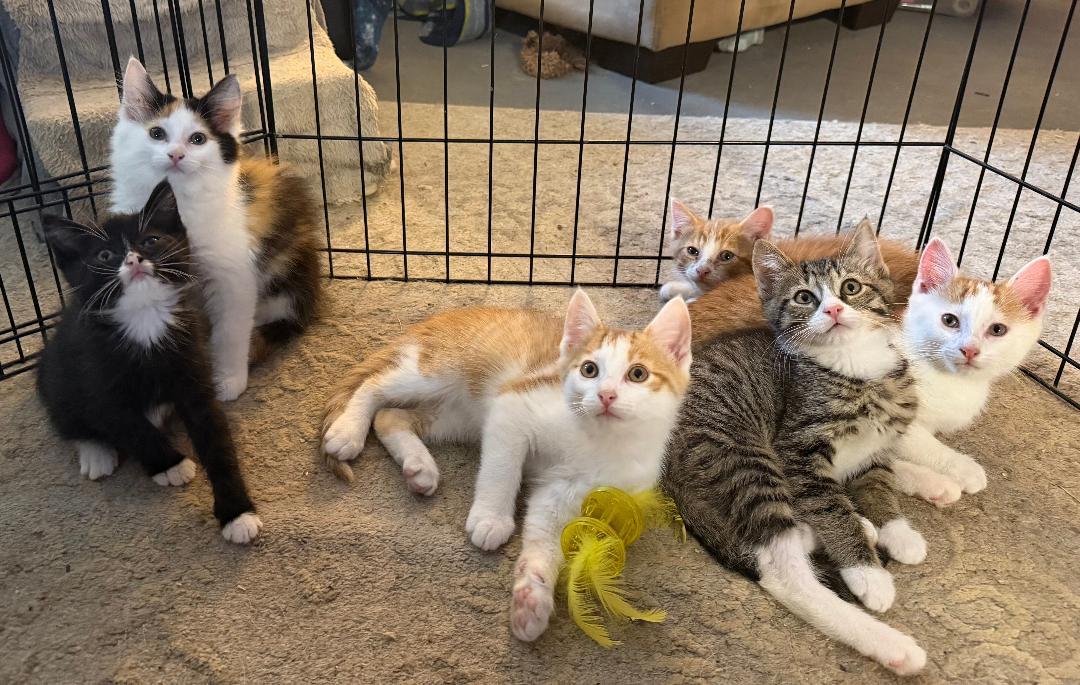 Enlarge The Great Hambino, a ADOPTABLE Domestic Short Hair in Homer, MI image 6/6