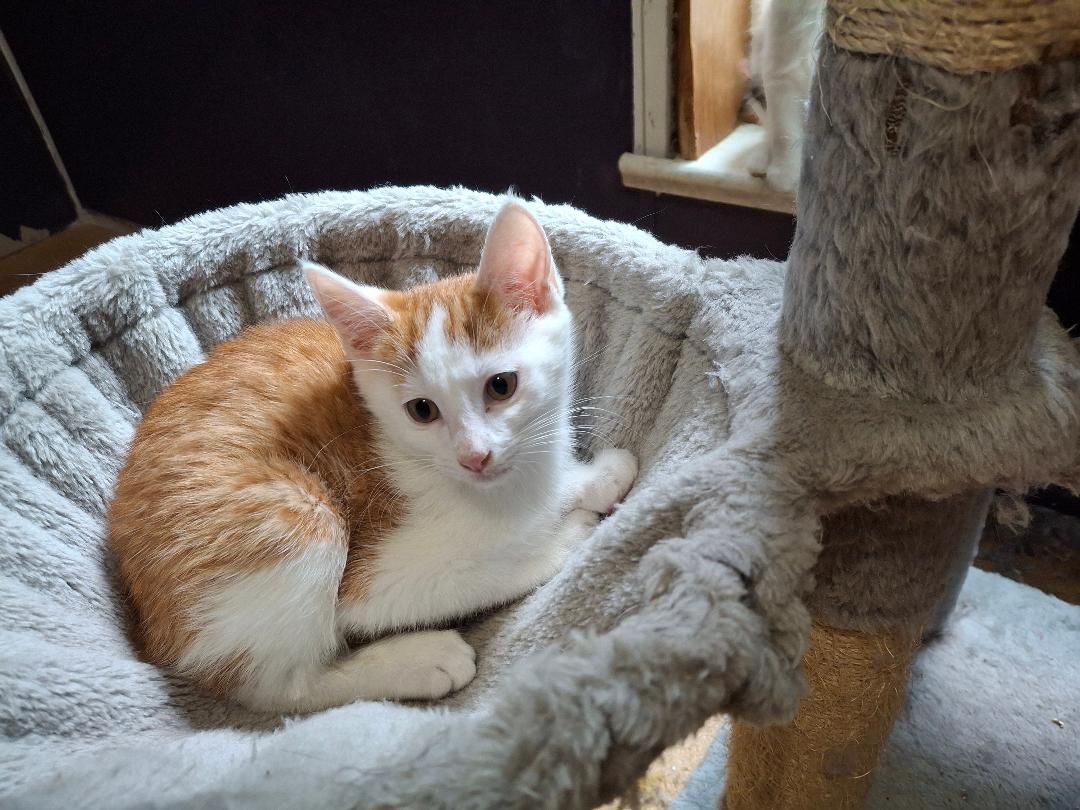 Enlarge The Great Hambino, a ADOPTABLE Domestic Short Hair in Homer, MI image 5/6