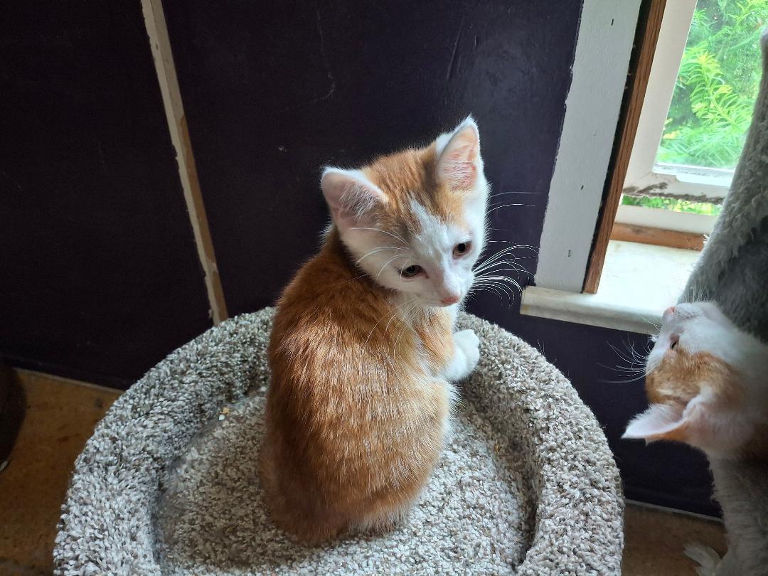 Enlarge The Great Hambino, a ADOPTABLE Domestic Short Hair in Homer, MI image 4/6