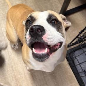 Enlarge Glenda, a Adoptable American Staffordshire Terrier in Port Aransas, TX image 1/1