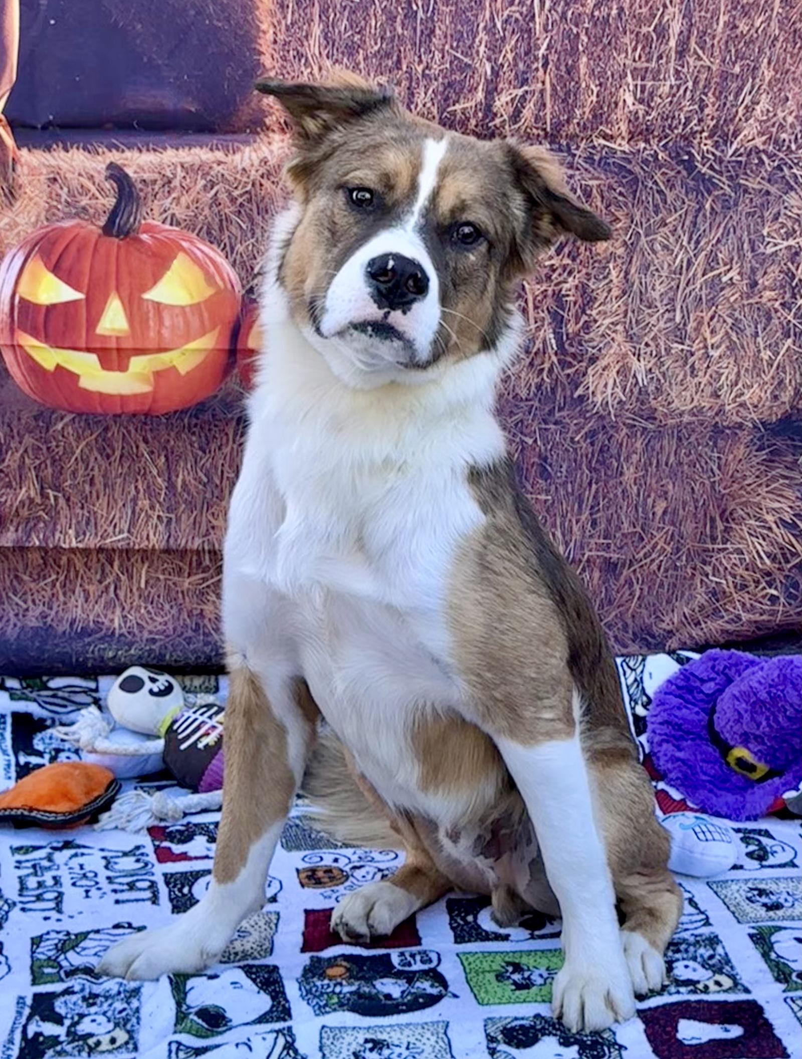 Brody Boy, Adoptable, Adult Male Australian Shepherd & Bernese Mountain Dog.