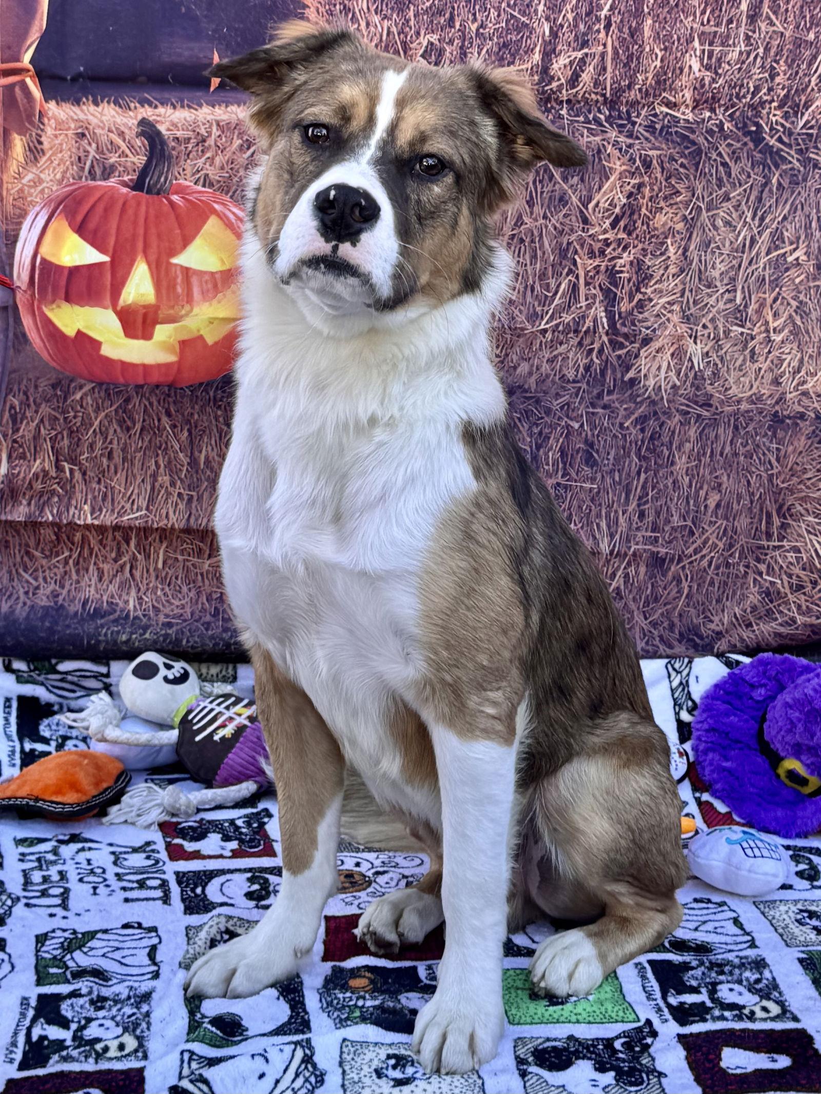 Enlarge Brody Boy, a Adoptable mixed breed in Capistrano Beach, CA image 2/3