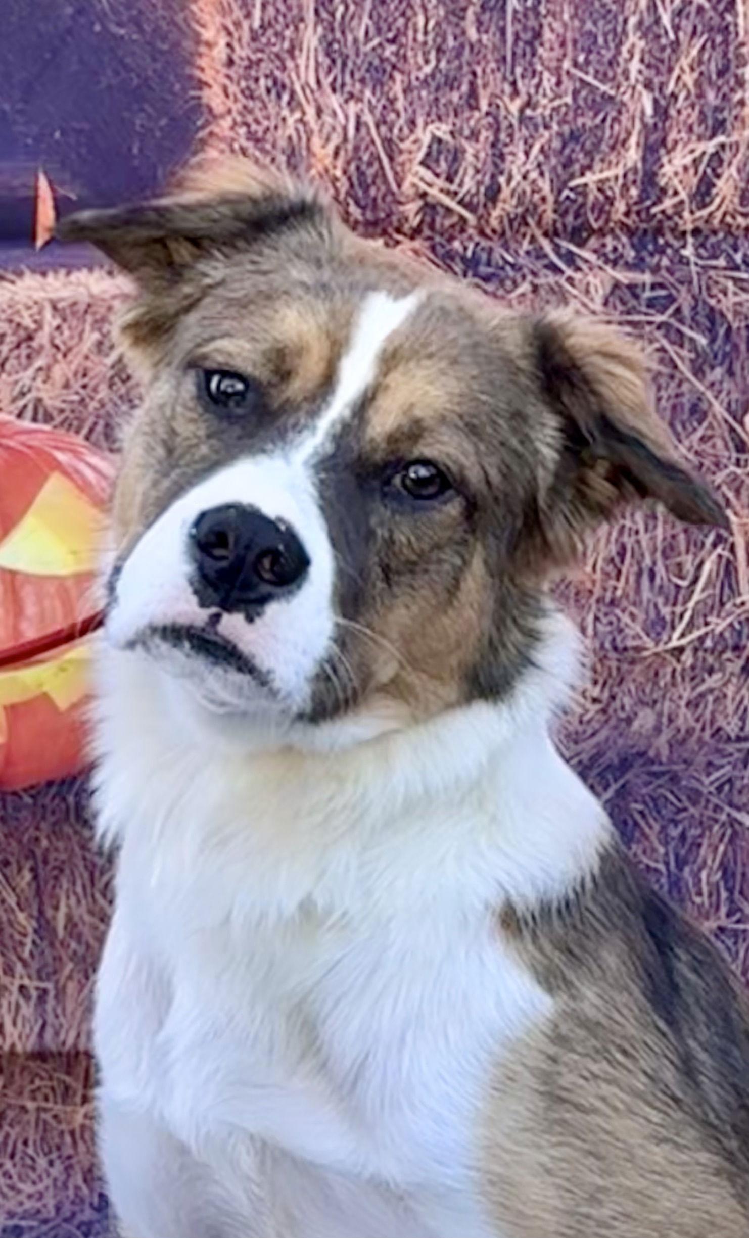Enlarge Brody Boy, a Adoptable mixed breed in Capistrano Beach, CA image 3/3