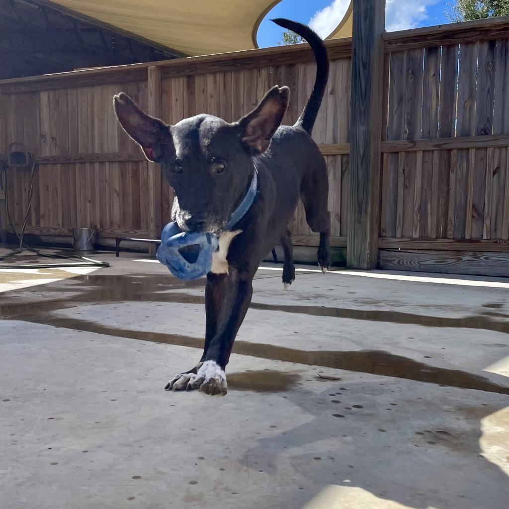 Enlarge HM24 Marty, a Adoptable mixed breed in Freeport, FL image 1/6