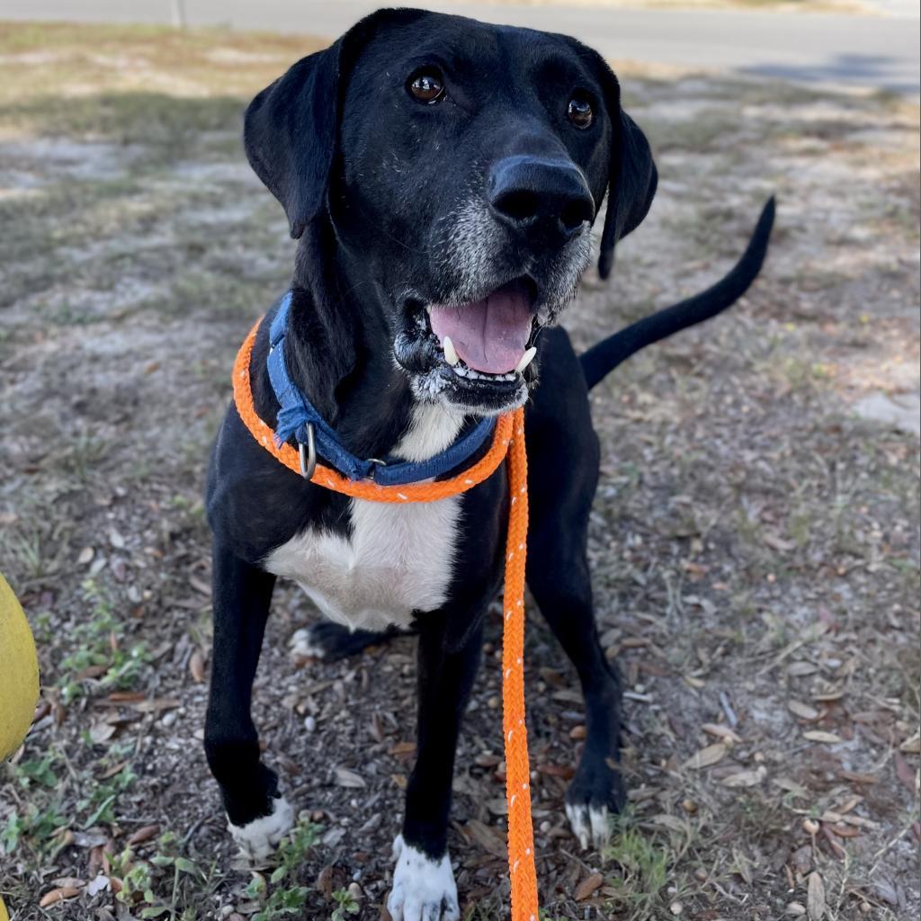 Enlarge HM24 Marty, a Adoptable mixed breed in Freeport, FL image 2/6