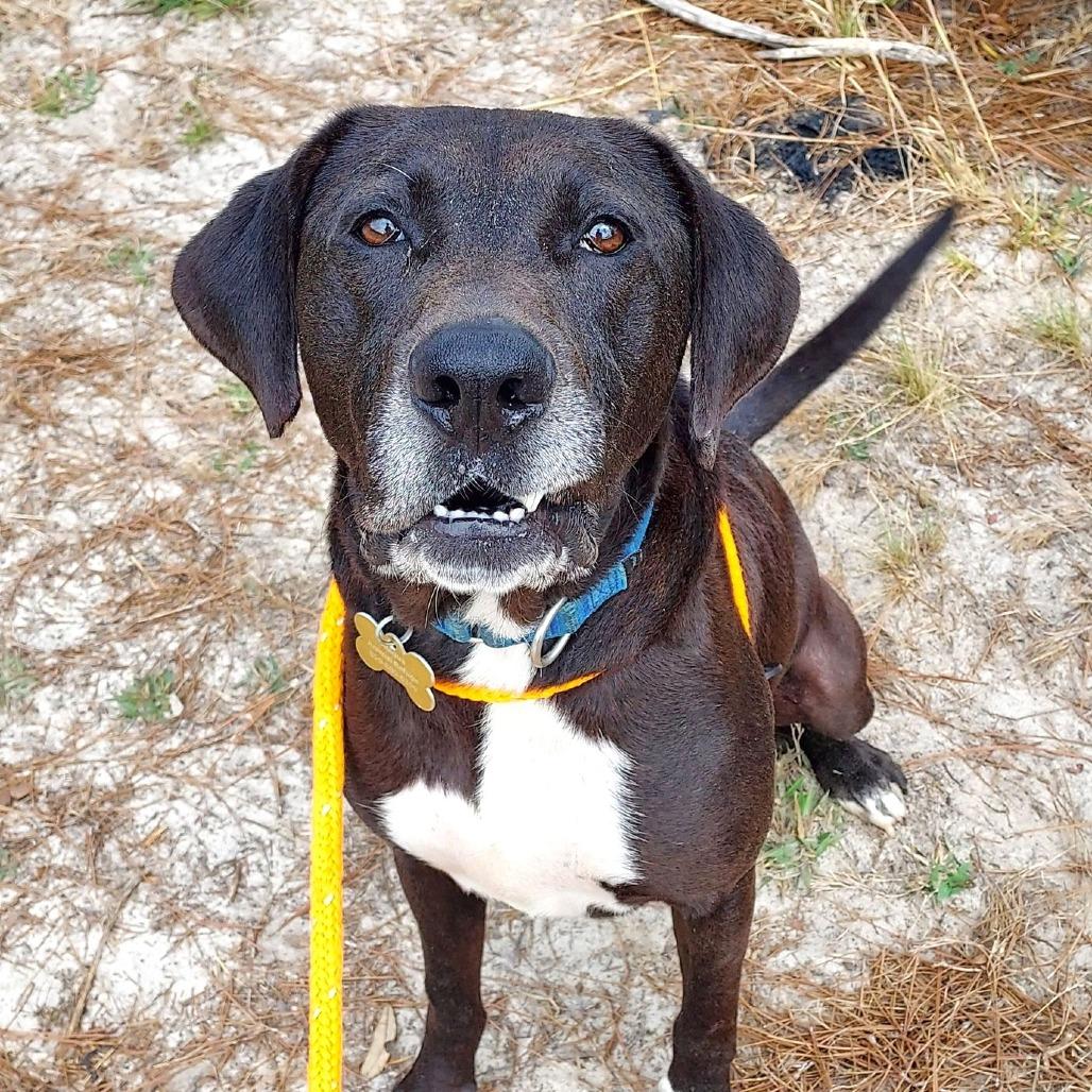 Enlarge HM24 Marty, a Adoptable mixed breed in Freeport, FL image 3/6