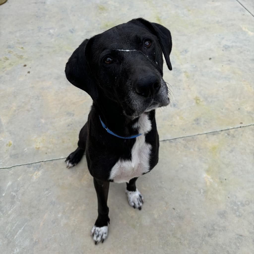 Enlarge HM24 Marty, a Adoptable mixed breed in Freeport, FL image 5/6