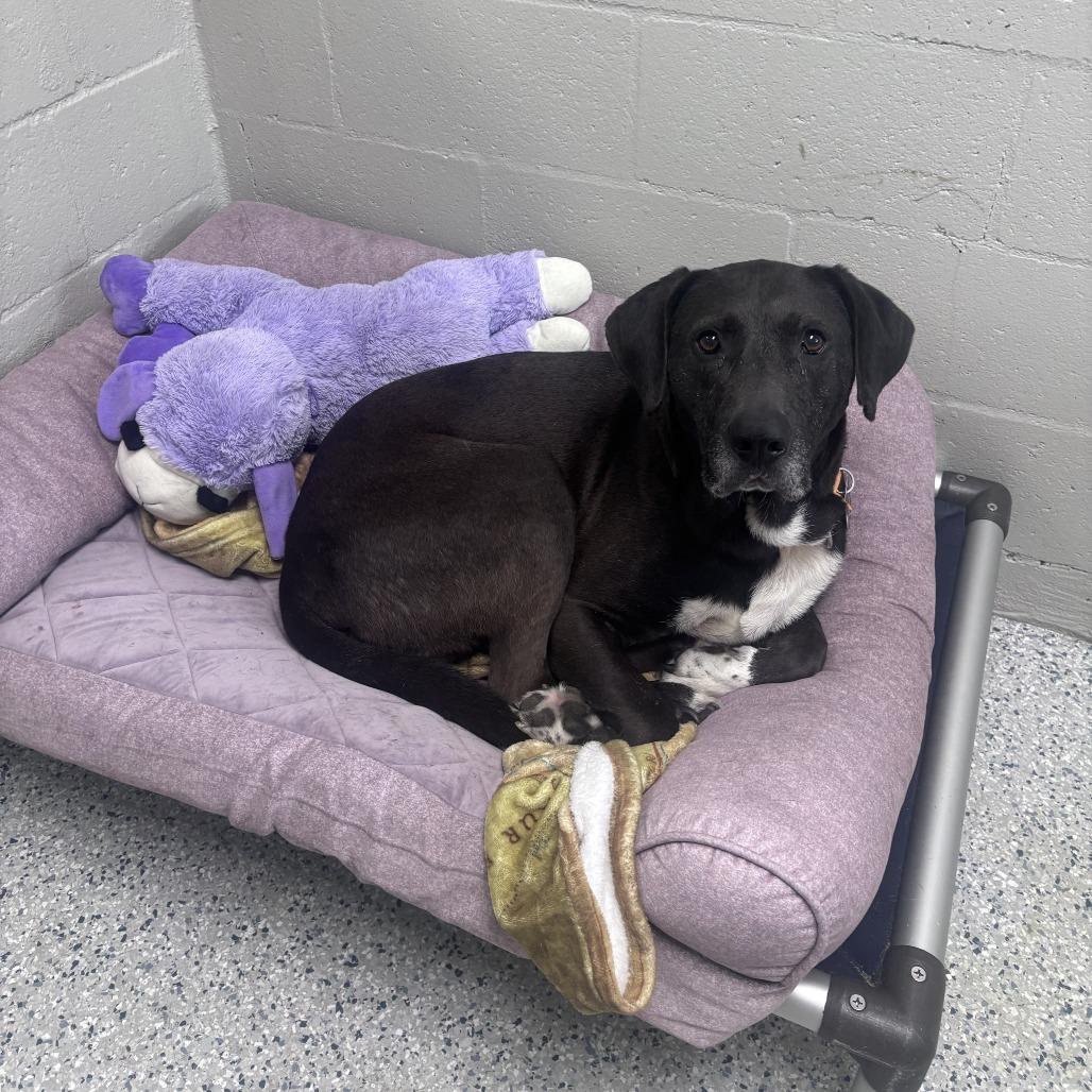 Enlarge HM24 Marty, a Adoptable mixed breed in Freeport, FL image 5/6
