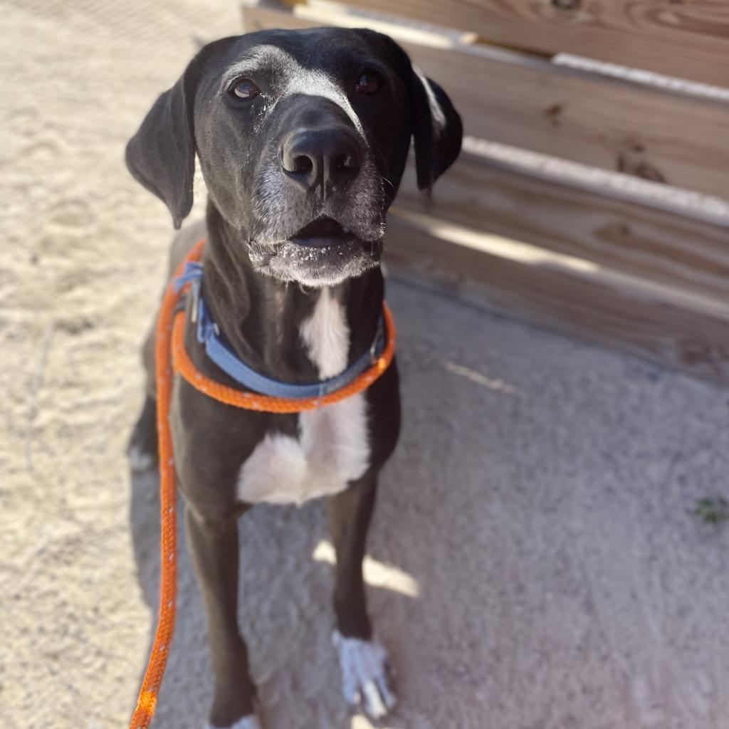 Enlarge HM24 Marty, a Adoptable mixed breed in Freeport, FL image 4/6