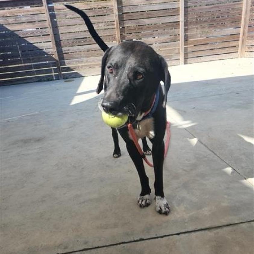 Enlarge HM24 Marty, a Adoptable mixed breed in Freeport, FL image 5/6