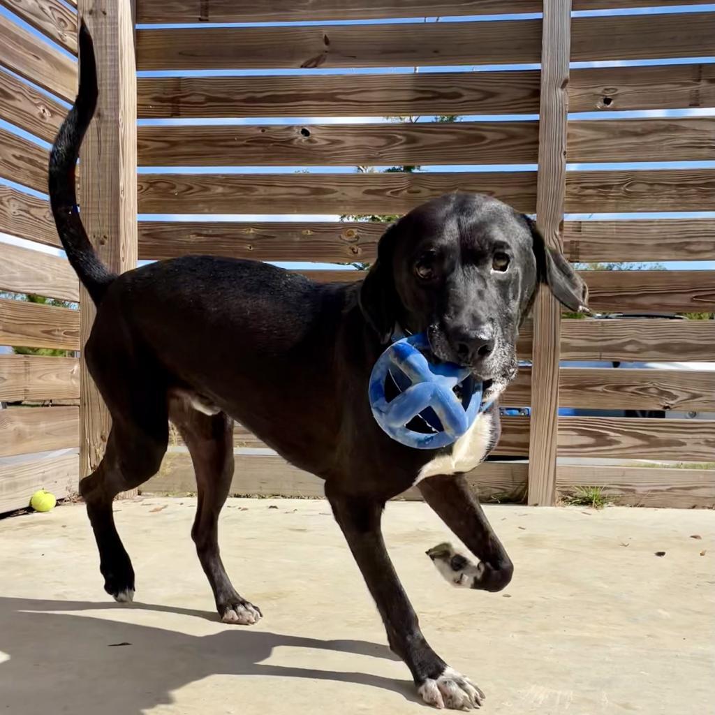 Enlarge HM24 Marty, a Adoptable mixed breed in Freeport, FL image 6/6