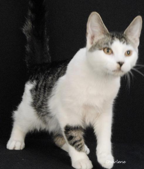 Enlarge Oatmeal, a Adoptable Domestic Short Hair in Newland, NC image 1/2