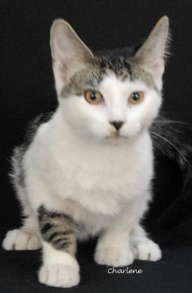 Enlarge Oatmeal, a Adoptable Domestic Short Hair in Newland, NC image 2/2