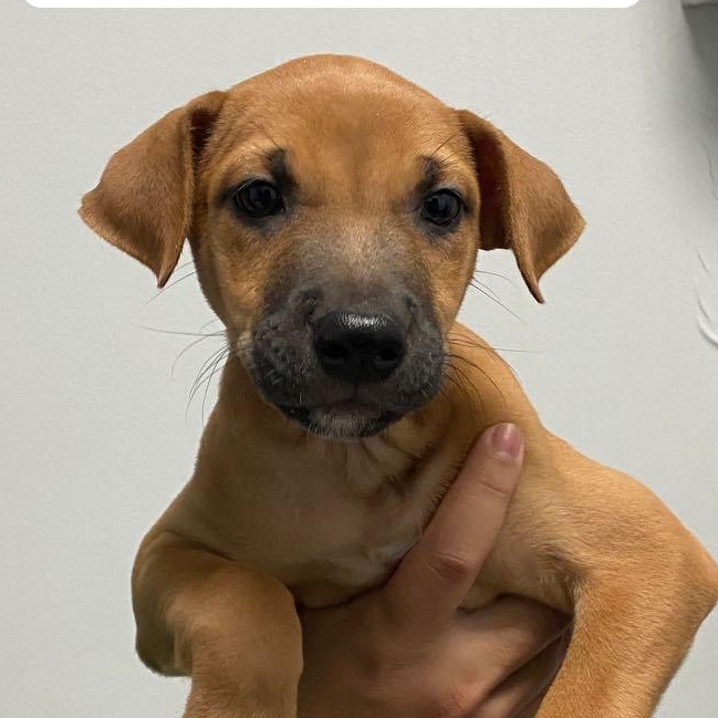 Queta, a Adoptable mixed breed in Lake Hopatcong, NJ image 1/2