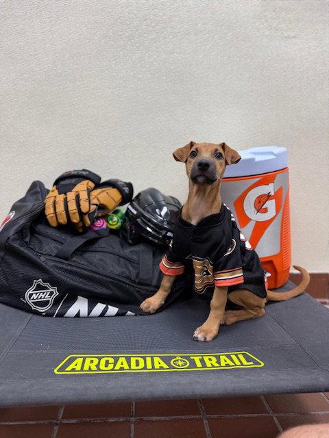 Queta, a Adoptable mixed breed in Lake Hopatcong, NJ image 2/2