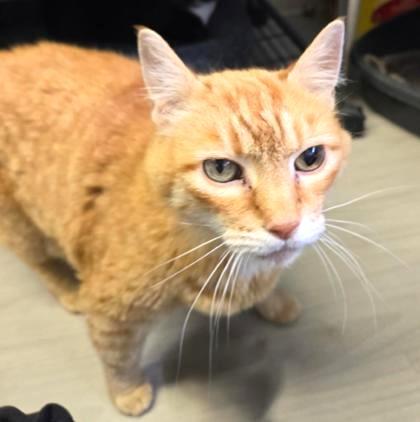 Dillon, Adoptable, Senior Male Domestic Short Hair & Tabby.