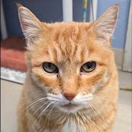 Dillon, a Adoptable mixed breed in Long Beach, WA image 2/3